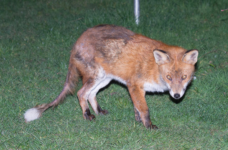 The vixen in early March showing signs of mange on her tail and flanks