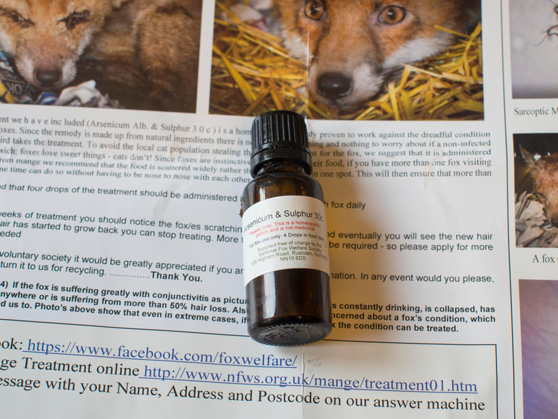 Mange treatment from the National Fox Welfare Socierty